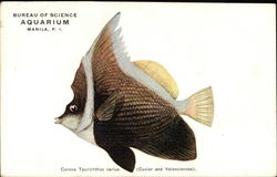 Bureau of Science Aquarium, Manila, P.I., Carona Taurichthys varius (Cuvier and Valenciennes) Postcard