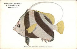 Banner Fish - Bureau of Science Aquarium - Manila, PI Postcard