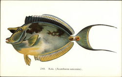 Kala (Acanthurus unicornis) - Fish of Hawaii Postcard Postcard