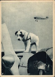 "Talisman" - Puppy Standing on Airplane Dogs Postcard Postcard