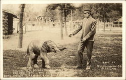 Trainer E. M. Schider, Prince Utah Baby Elephant Elephants Postcard Postcard