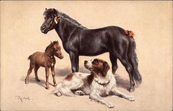 Horse, Pony and Dog Horses Postcard Postcard