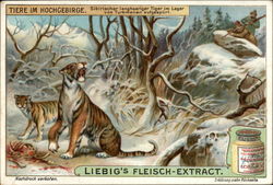 Tiere im Hochgebirge Advertising Trade Card Trade Card Trade Card