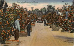 Harvesting Oranges Postcard