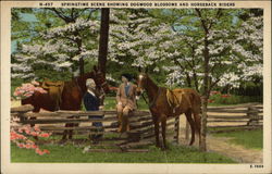 Springtime Scene showing Dogwood Blossoms & Horseback Riders Horses Postcard Postcard