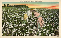 Romeo and Juliet in Dixieland - Couple in Cotton Field Postcard