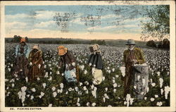 Five Negro Slaves Picking Cotton Postcard