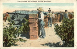 Picking and Loading Grapes Postcard