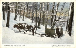 Gathering sap with an ox team Vermont Postcard Postcard