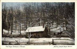 The Sugar Orchard in Winter, Making Maple Sugar Series Vermont Postcard Postcard