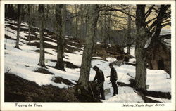 Tapping the Trees Vermont Postcard Postcard