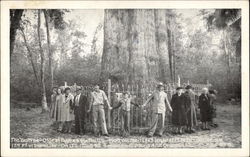 The "Big Tree" oldest cypress in the US Florida Postcard Postcard