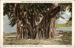 Banyan Tree over 100 years old, Canal Zone Ancon, Panama Postcard Postcard