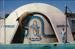 Porpoise Stunt at Marineland Postcard