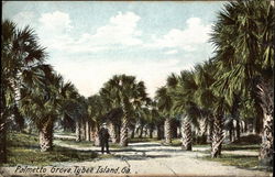 View of Man in Palmetto Grove Postcard