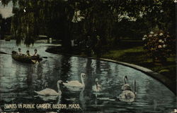 Swans in Public Garden Boston, MA Postcard Postcard