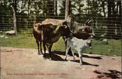 Zebu Family at Lexington Park Massachusetts Postcard Postcard