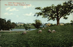 The Sheep in Roger Williams Park Postcard