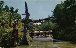 Jungle River Cruise - Adventureland Postcard