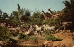 Disneyland - African Veldt Postcard Postcard