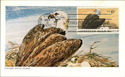 American Bald Eagle Postcard