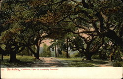 Oaks at University Grounds Postcard