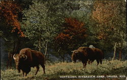 Buffaloes, Riverview Park Omaha, NE Postcard Postcard