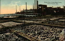 Sheep Pens at Union Stock Yards Postcard