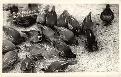 Quail Feeding, San Bernardino Mountains California Postcard Postcard