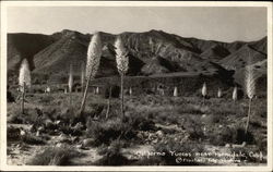 California Yuccas Postcard