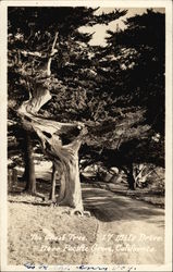 The Ghost Tree, 17 Mile Drive Postcard