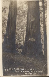 Big Tree MckInley Santa Cruz, CA Postcard Postcard