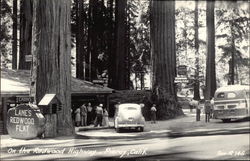 Lanes' Redwood Flat, On the Redwood Highway Postcard