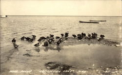 Wild Ducks Postcard