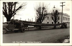 160 Foot Piling, Western Washington Postcard