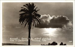 Sunset - Serra Palm, Oldest Planted Tree in California, Planted 1769 Trees Postcard Postcard