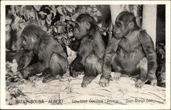 Lowland Gorillas from Africa: Bata - Bouba - ALbert at the San Diego Zoo California Postcard Postcard