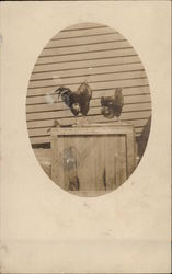 Rooster and Hen Standing on a Wooden Crate Postcard