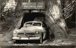 Chandelier Tree, Redwood Highway Trees Postcard Postcard