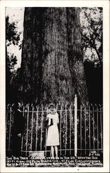 The Big Tree - Oldest Cypress in the US Orlando, FL Postcard Postcard