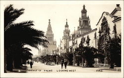 Avenue of Palms, Looking West Postcard