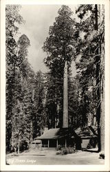 Big Trees Lodge Postcard