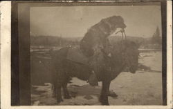 Dog Sitting on the Back of a Pony Horses Postcard Postcard