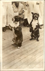 U.S.S. Texas - Mascots, Dogs Buster and Queenie Postcard