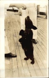 Navy Man on Board Ship Feeling Small Black Bear Bears Postcard Postcard