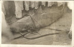 Shark Caught by U.S.S. Texas Sailors Postcard