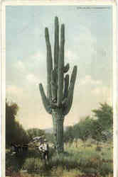 Cucumber cactus Cactus & Desert Plants Postcard Postcard