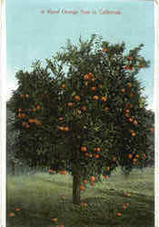 A Navel Orange Tree In California Postcard