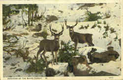 Denizens Of The Maine Forest Postcard