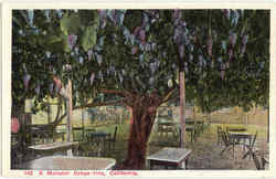 A Monster Grape Vine California Postcard